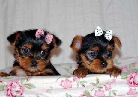 Yorkshire Terrier - fotografii, descriere rasa, salon de coafura si haine, standardele, alegerea de pui