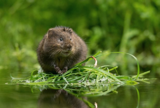 Cum de a scăpa de șobolan apă (VOLES), foto și descrierea dăunătorului