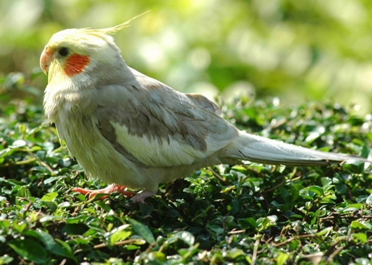 Cum să cumpere un papagal Corell, pasarile noastre (papagal) Cum să cumpere un papagal Corell, pasarile noastre