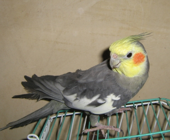 Cum să cumpere un papagal Corell, păsări noastre (cockatiels de cumpărare) Cum să cumpere un papagal Corell, pasarile noastre
