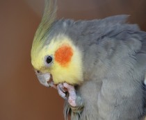 Cum să cumpere un papagal Corell, nostru (preț cockatiels) păsări Cum să cumpere un papagal Corell, pasarile noastre