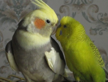 Cum să cumpere un papagal Corell, păsări noastre (cockatiels de cumpărare) Cum să cumpere un papagal Corell, pasarile noastre