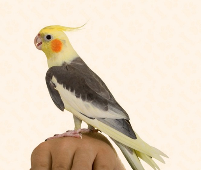 Cum să cumpere un papagal Corell, pasarile noastre (cockatiels de transport) Cum să cumpere un papagal Corell, pasarile noastre