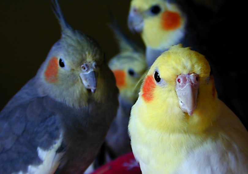 Cum să cumpere un papagal Corell, pasarile noastre (cockatiels de transport) Cum să cumpere un papagal Corell, pasarile noastre