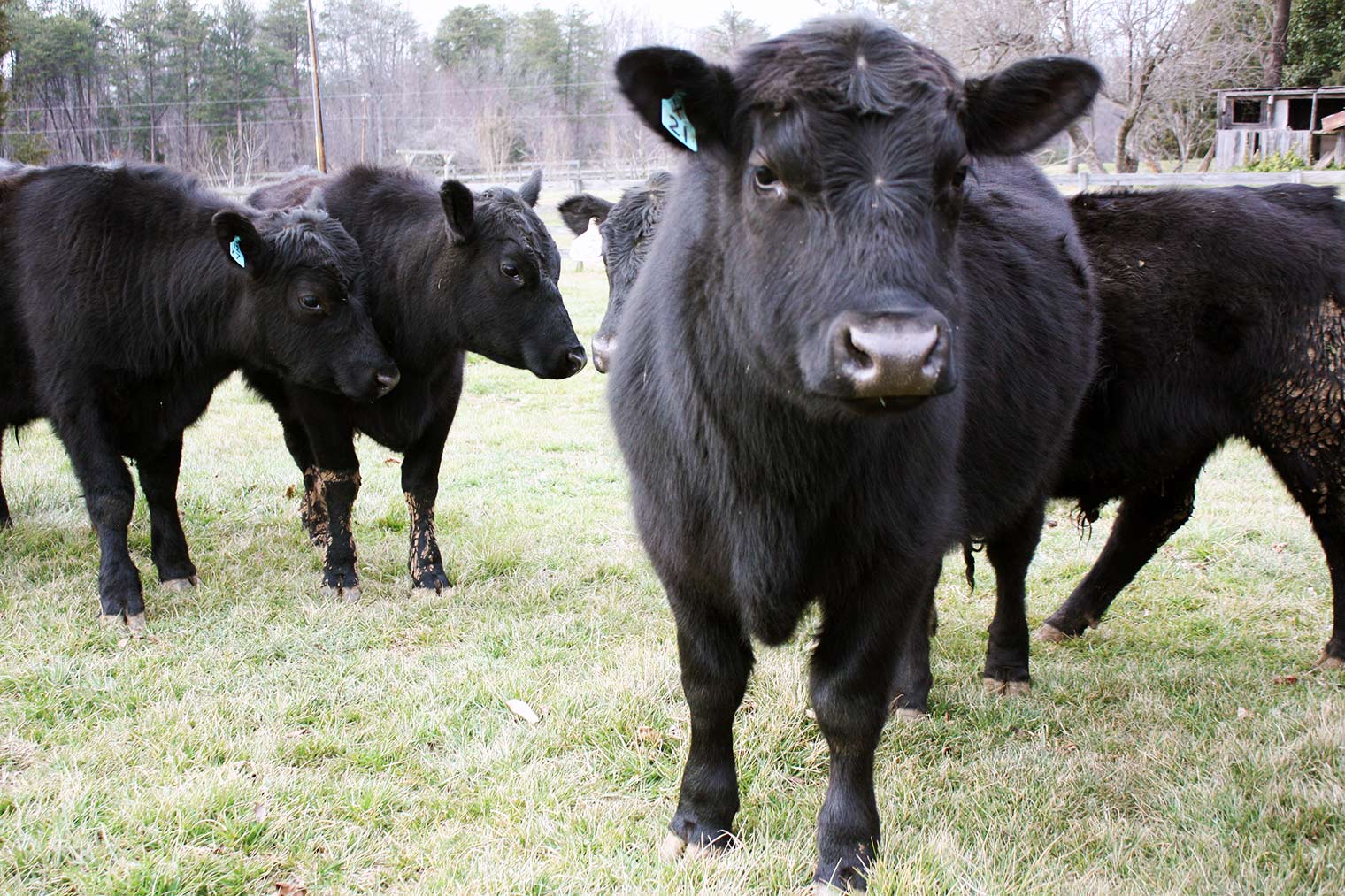 Cum de a găti friptura modul de a alege tipurile de carne pentru fripturi friptură, gradul de prăjire fripturi (file mignon) Cum de a găti friptura modul de a alege tipurile de carne pentru fripturi friptură, fripturi grad de prăjire