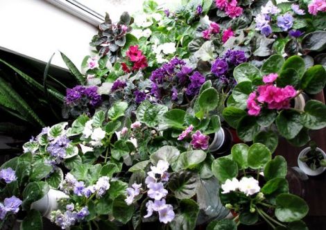 Cum se face ca violete au fost în floare pe tot parcursul anului (îngrijirea violete) Cum se face că violete erau în floare tot timpul anului