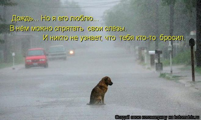Cum vă simțiți despre câinii vagabonzi stirilizatsii (animale) Cum vă simțiți despre câinii vagabonzi stirilizatsii