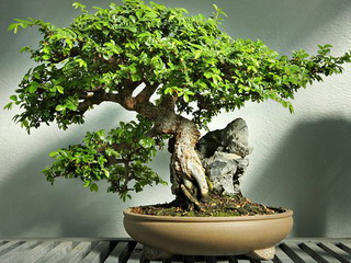 Cum să crească un copac bonsai la domiciliu (să crească) Cum să crească un copac bonsai la domiciliu