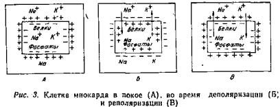 electrocardiografie clinică