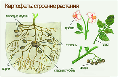 Tuberculii, ceea ce este și ce legumele pe care le includ (tuberculi) Tuberculii, ceea ce este și ce legume includ