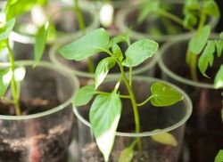 Atunci când se plantează răsaduri de vinete (vinete) La plantare răsaduri de vinete