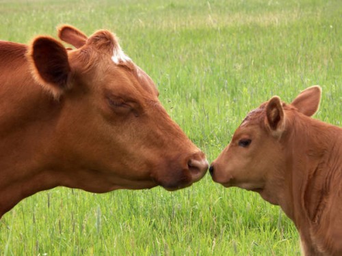 Hrănirea bovine la domiciliu în special în timpul dietei de iarnă