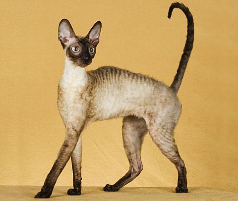 Cornish Rex - Care sunt pisicile cu blana de astrahan