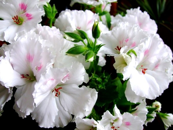 îngrijire Royal geranium și de reproducere, de ce nu înfloresc (îngrijire) îngrijire muscata regală și de reproducere, de ce nu floare