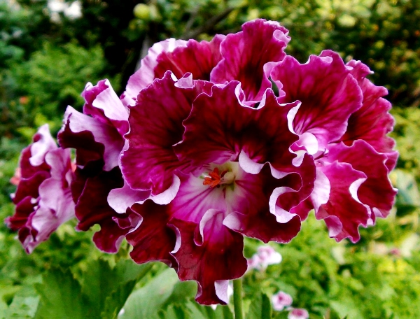 îngrijire Royal geranium și de reproducere, de ce nu înfloresc (regal) îngrijire muscata regală și de reproducere, de ce nu floare