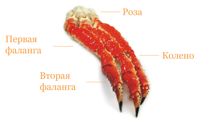 раци фаланги