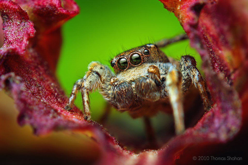 Fotografie macro frumos de insecte și păianjeni, Thomas Shahan - lumea minunată a animalelor