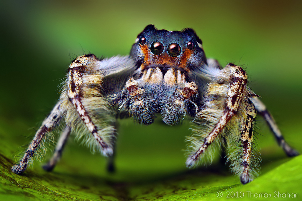 Fotografie macro frumos de insecte și păianjeni, Thomas Shahan - lumea minunată a animalelor