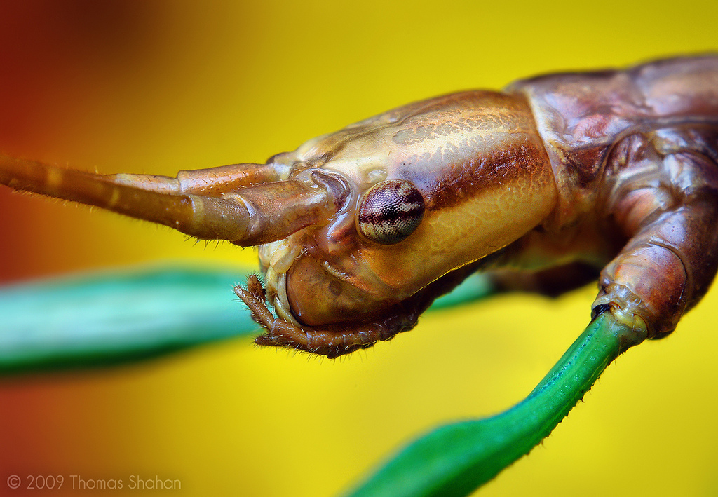 Fotografie macro frumos de insecte și păianjeni, Thomas Shahan - lumea minunată a animalelor