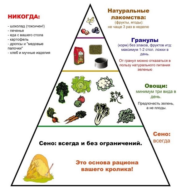 Iepure gigant gri, despre rasa, speciile de păstrare, de reproducție, fermele lor (rasa gigant gri) Iepure gigant gri, despre rasa, păstrarea, specii de reproducție, economia sa