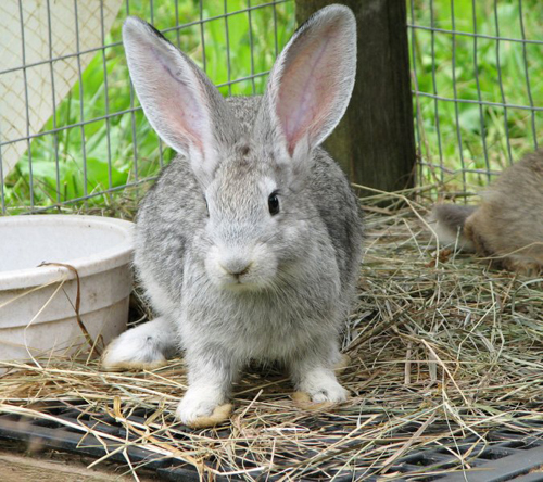 Iepure gigant gri, despre rasa, speciile de păstrare, de reproducție, fermele lor (gri) Iepure gigant gri, despre rasa, păstrarea, specii de reproducție, economia sa