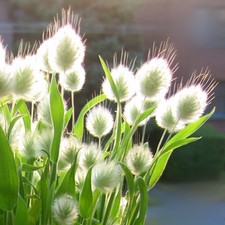 Lagurus de îngrijire, udare, fotografie, reproducere, dăunători