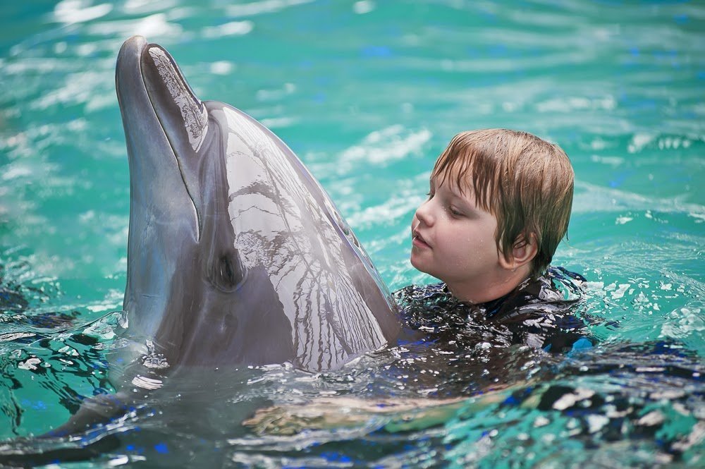 Tratamentul copiilor care utilizează animale delfin (tratament) Tratamentul copiilor cu ajutorul animalelor delfin