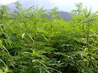 Marijuana ca o afacere profitabilă (marijuana) Marijuana ca o afacere profitabilă