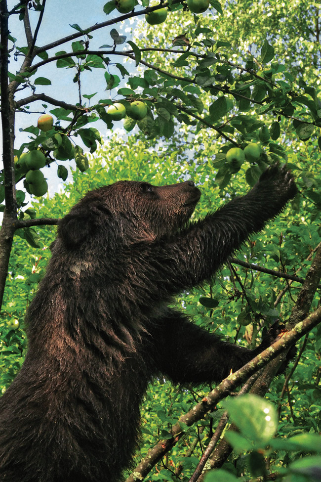 Teddy urs ursi orfani ca stație de salvare într-un lemn curat biologic (orfani) Puii de urs orfane cum a salvat urșii la pădure curată stație biologică