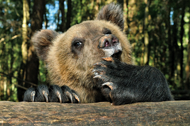 Teddy urs ursi orfani ca stație de salvare într-un lemn curat biologic (pui sitroty) Puii de urs orfane cum a salvat urșii la pădure curată stație biologică