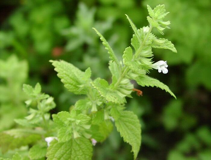 Melissa officinalis - simptome și tratament de remedii populare la domiciliu (balsam de lamaie frunze de ceas) Melissa officinalis - simptome și tratament de remedii populare la domiciliu