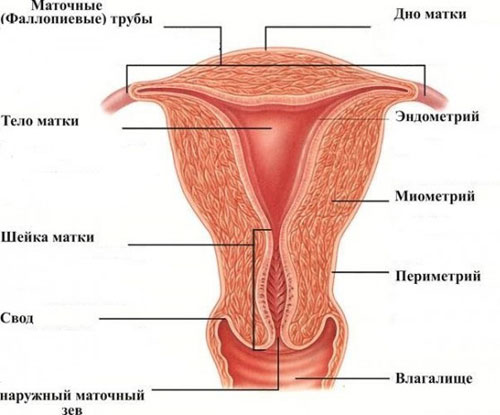 M-ecou a indicatorilor uterului si a colului uterin normate, decodarea