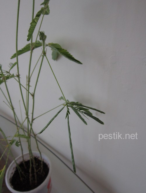 Mimosa pudica - planta minune! Să încercăm să le crească! (Îmbujorare) Mimosa pudica - planta minune! Să încercăm să le crească!