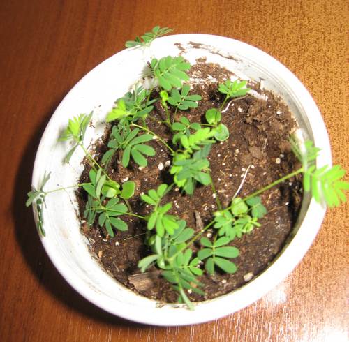 Mimosa pudica - planta minune! Să încercăm să le crească! (Plant) Mimosa pudica - planta minune! Să încercăm să le crească!
