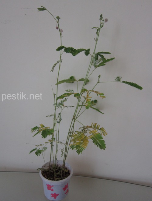 Mimosa pudica - planta minune! Să încercăm să le crească! (Mimosa) Mimosa pudica - planta minune! Să încercăm să le crească!
