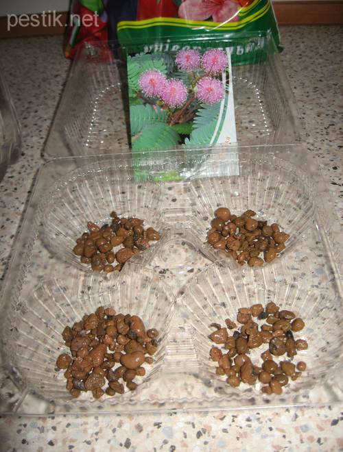 Mimosa pudica - planta minune! Să încercăm să le crească! (Plant) Mimosa pudica - planta minune! Să încercăm să le crească!