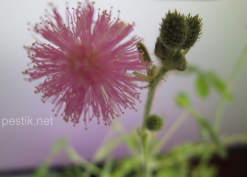 Mimosa pudica - planta minune! Să încercăm să le crească! (Mimosa) Mimosa pudica - planta minune! Să încercăm să le crească!