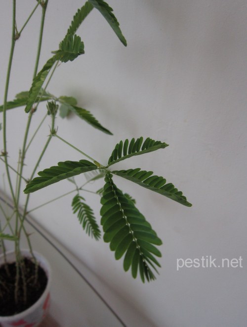 Mimosa pudica - planta minune! Să încercăm să le crească! (Mimosa) Mimosa pudica - planta minune! Să încercăm să le crească!