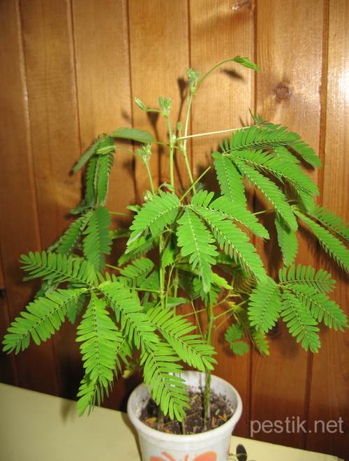 Mimosa pudica - planta minune! Să încercăm să le crească! (Miracle) Mimosa pudica - planta minune! Să încercăm să le crească!