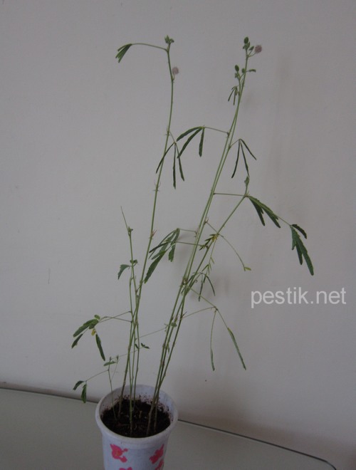 Mimosa pudica - planta minune! Să încercăm să le crească! (Mimosa) Mimosa pudica - planta minune! Să încercăm să le crească!
