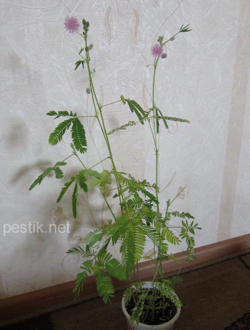 Mimosa pudica - planta minune! Să încercăm să le crească! (Plant) Mimosa pudica - planta minune! Să încercăm să le crească!