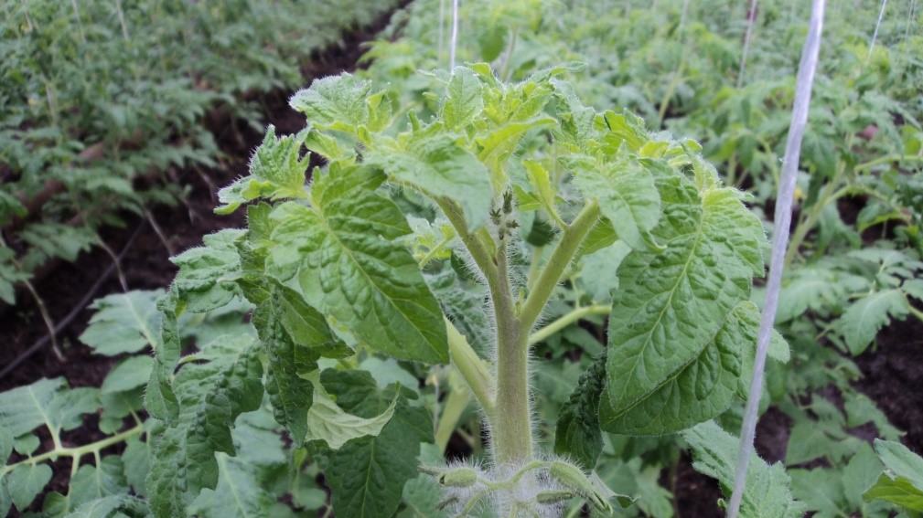 structura morfologică și anatomică tomate (tomate) structura morfologică și anatomică tomate