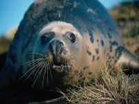 Sigiliul de blana (Ursinus callorhinus) foca de Nord, numărul de locuri în rândul populației