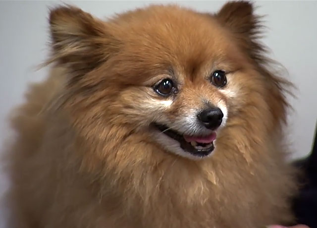 German Spitz și distincții Pomeranian, foto și video