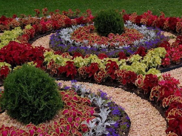 flori anuale nepretențioase pentru vila paturi de flori, cu o descriere și fotografie (flori de aceeași vârstă pentru a da fotografia și numele) flori anuale nepretențioase pentru vila paturi de flori, cu o descriere și fotografie