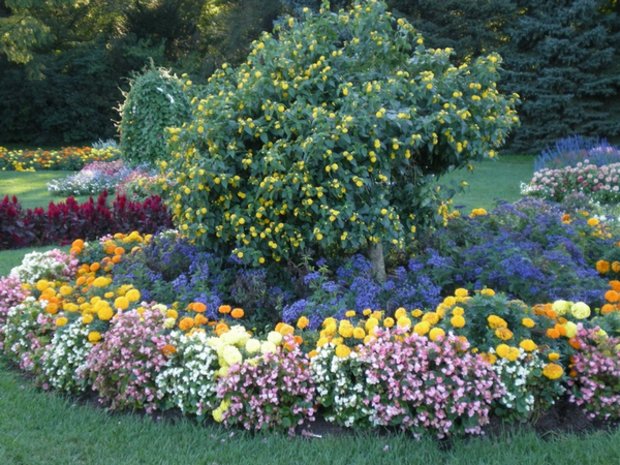 flori anuale nepretențioase pentru vila paturi de flori, cu o descriere și imagine (foto) flori anuale nepretențioase pentru vila paturi de flori, cu o descriere și fotografie