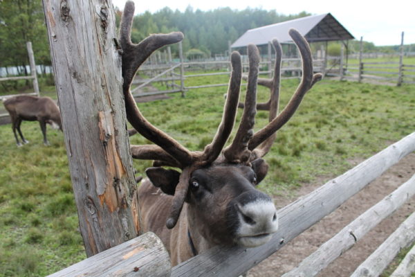 organizarea fermă Deer și amenajarea de reproducție cerb