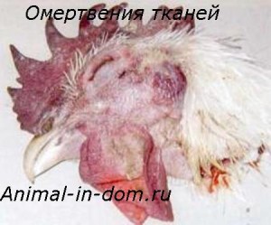 Necrozarea țesutului, tratamentul animalelor de companie (animale) Necrozarea tesutului, tratamentul animalelor domestice