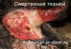 Necrozarea țesutului, tratamentul animalelor domestice (toxicitate) Necrozarea tesutului, tratamentul animalelor domestice