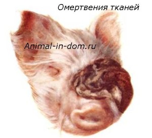 Necrozarea țesutului, tratamentul animalelor domestice (gangrena) Necrozarea tesutului, tratamentul animalelor domestice